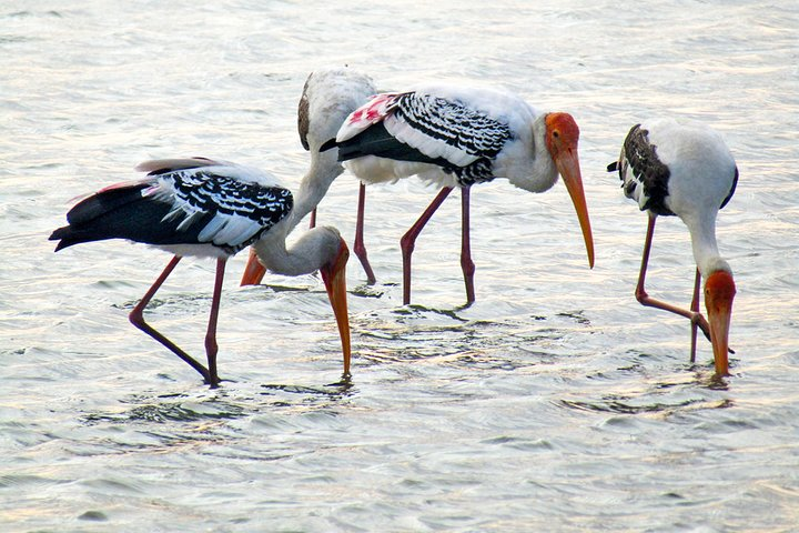 Birdwatching in Jaffna Lagoon - Photo 1 of 6